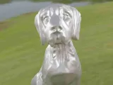 Dog Epagneul Breton-8