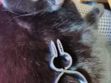 Easter Bunny Clip-4