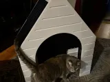 Large Scale Dog House-0