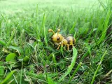 MYRANIX – Free Bug Monster STL | Cards, Base & HP Dial-3