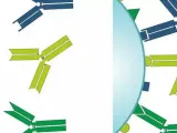 antibody-modelling-kit-model-0