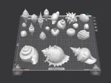 Seashell Collection-7