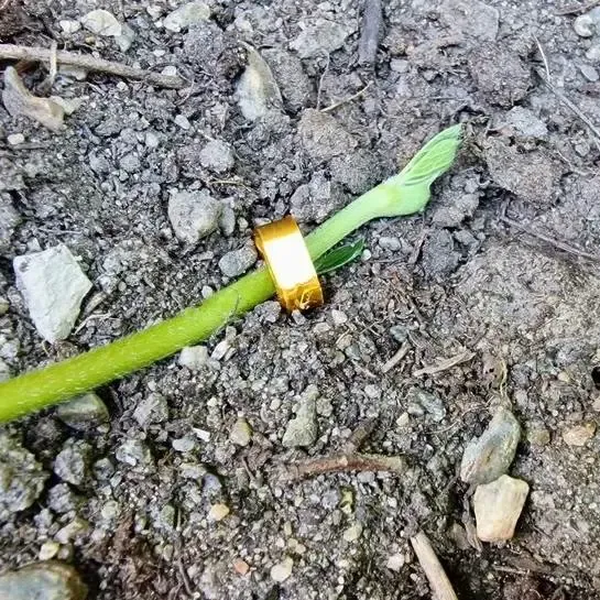 Aardbeien uitloper klem