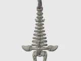 Articulated Skeleton Shark-7