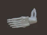 skeleton foot-2