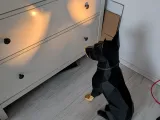 big Doberman lamp for e14 LED socket-1