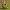 Metapod Pokemon Chibi