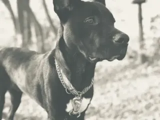 dog