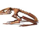 Frog Skeleton – Detailed Amphibian Anatomical 3D Model-1