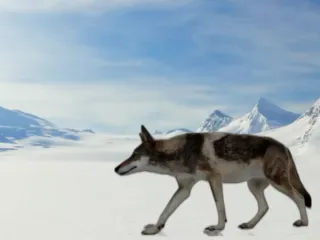 MINIATURE WOLF