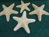 A Dried Starfish-0