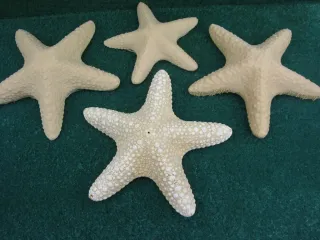 A Dried Starfish