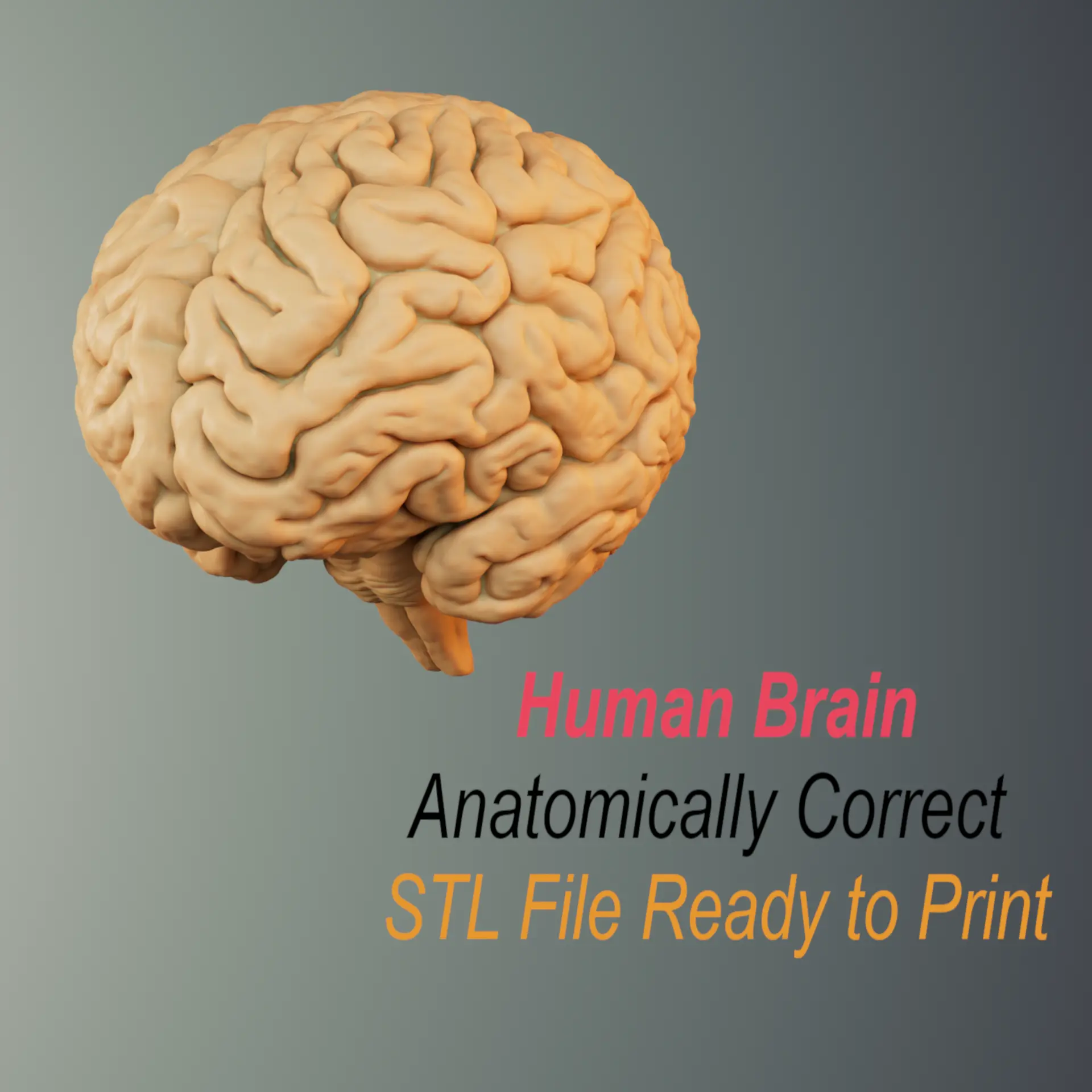 BRAIN ANATOMY STL FOR EDUCATION
