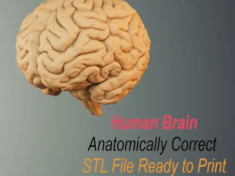 BRAIN ANATOMY STL FOR EDUCATION