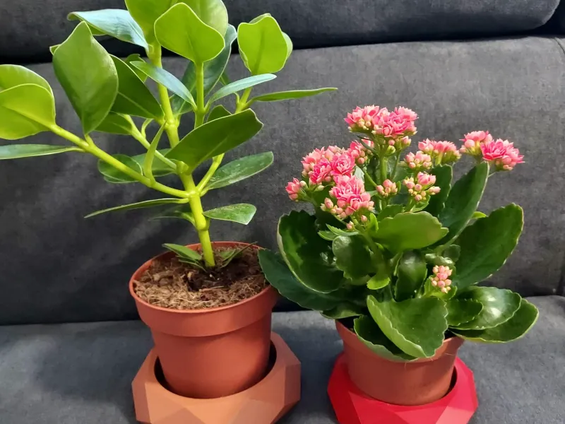 植木鉢用プレート