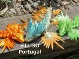 dragão Pt-0