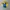 Roblox Flexi