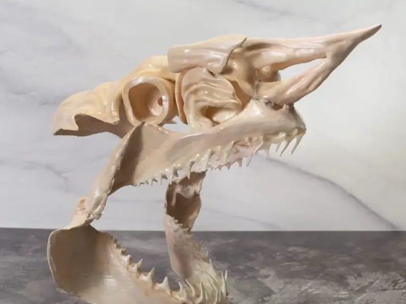 Crâne de requin mako – Modèle 3D réaliste en plusieurs pièces