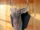 Deer Head on base-5