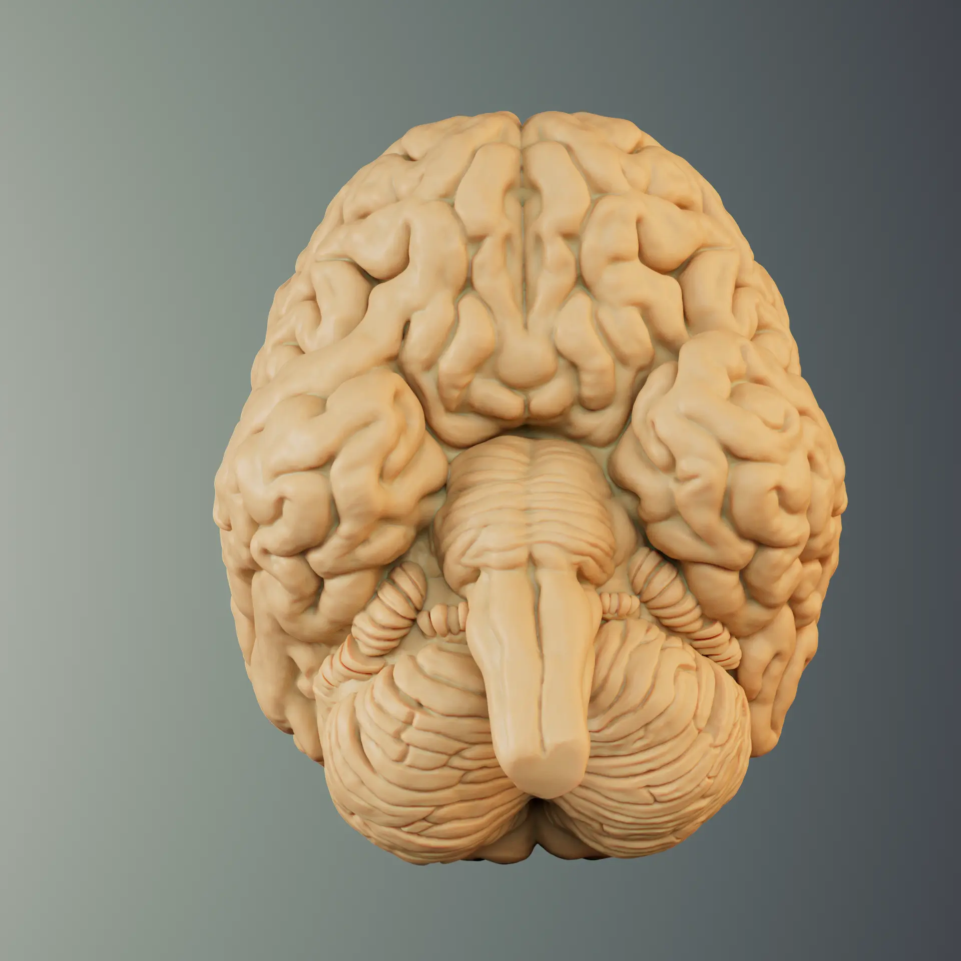 BRAIN ANATOMY STL FOR EDUCATION