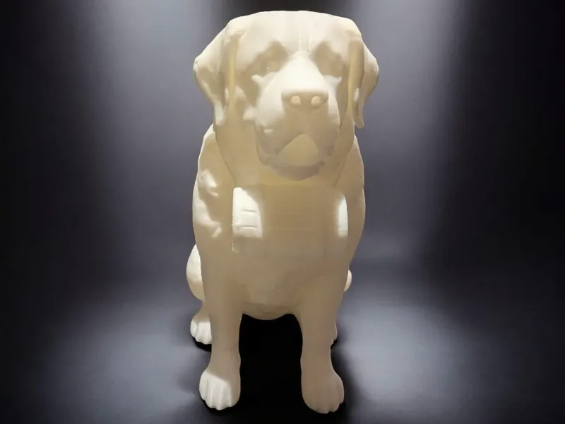 Swiss St. Bernhard Dog / Bernhardiner Hund