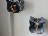 shelf cat-0