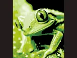 Frog 2 - Canvas Multicolor-0