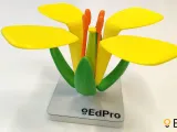 Flower structure (Brassica)-1