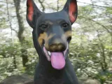 Dog beauceron-2
