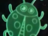 ladybug-1