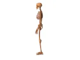 Human_Skeleton – Realistic Detailed Anatomical Bone Structur-1