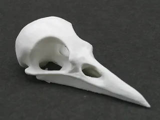 Bird skull