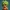 DBZ MINI BROLY