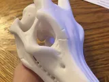 Charizard Skull-2