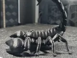 scorpion detailed model-2