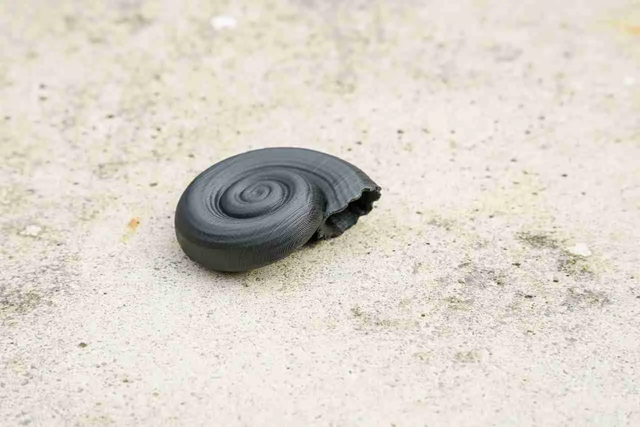 Concha de caracol objeto de decoración