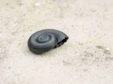 Shell of a snail decoration object-1