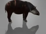 MINIATURE TAPIR-2