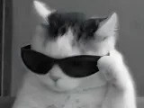 lithophane of a cat-0