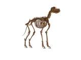 Dog Skeleton – Realistic Anatomical Animal 3D Model-2