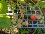 Поддержка для ягод \ Support for berries-3