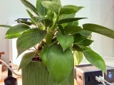 Mini Desk Planter – A Touch of Green, Anywhere, 60-140mm-1