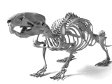 Rat_Skeleton – Realistic Detailed Rodent Bone Structure-3