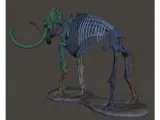 Mammoth skeleton -3