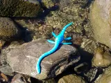 Plesiosaur Flexi-3