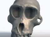 Monkey Skull 3D Model - Primate Anatomy Sculpture-1