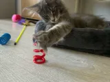 Cat Spring-2