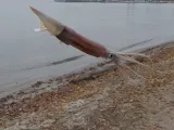 Squid Bait-1
