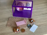 Guinea pigs world-8