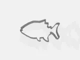 piranha silhouette cookie cutter-0